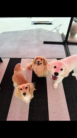 Meet Remi! Wilbur and Palmer’s cousin. He might look like a baby golden retriever but he’s actually a baby marshmallow and we love him 🫶🏼 it took us about two minutes to get these pictures but I think they turned out pretty nice 📸 #dog #dachshund #dogsoftiktok #goldenretriever 