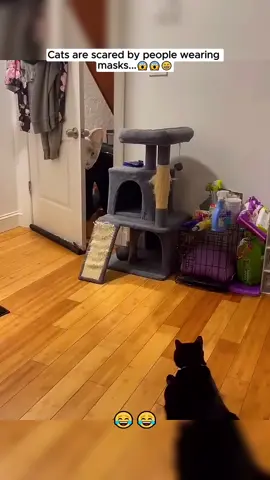 #cat #catsoftiktok #scarecam #scareprank #cute #pets #animals 