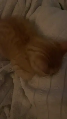 faceplant king || #fyp #foryou #catsoftiktok #cat #kitten #gingercat #gingerkitten #viral #cute 