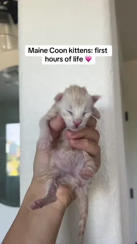 Honey had 3 beautiful and healthy babies in the middle of the night. She did so well and is the best mama to these babies. Do not quote me on the genders as i am only 90% sure right now 😅 will confirm once they are a bit older! #newbornkittens #mainecoonkitten #mainecoon #kittens #catsoftiktok #cattok #foryou #fyp 