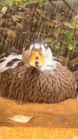 Stay cool out there folks #ducks #ducksoftiktok🦆 #cuteducks #callducks 