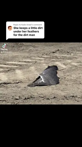 Replying to @Kade Ansel so many people talked about the dirt man i had to put this clip to the music 😂 #celeste #aplomado #dirtman #birds #falconry #fyp #tiktok #pets #dirt 