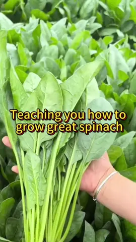 How to grow great spinach #garden #gardening #gardeningtips #planting #farming #spinach #veggiegarden 