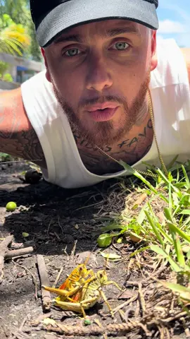 Sorry to interrupt…. 😂 @Kitchen 🏕️ #Stackz954 #FloridasFavorite #ExoticExpress #Florida #Grasshopper 