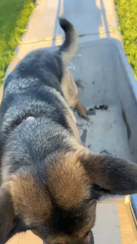 I’m not saying they’re great helper but they’ll definitely come along for the ride. Should I post more videos of my dogs? #germanshepherd #germanshepherds #germanshepherdsofinstagram #dog #dogs #dogsofinstagram #puppy #puppies #pet #pets #german #shepherd #animal #animals #daily #cute #instagram #tiktok #reels #cute #funny 