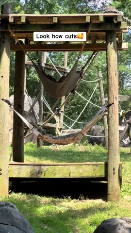How cute was this baby chimp 🥰Fathers Day weekend in Atlanta #chimpanzee #chimp #pandas #zoo #wildlife #cute #summertime #baby 
