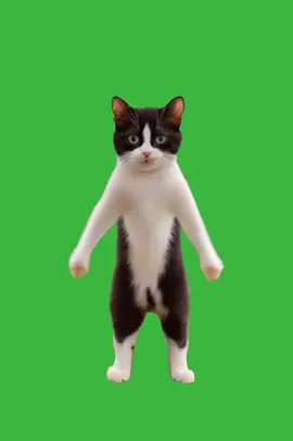 Dancing Cat Motorcycle Song Animated | Green Screen #greenscreen #short #shorts #animated #catsoftiktok   #greenscreenvideo #chromakey #chromakeyeffect #animated #dancing #cat #cats #catsofinstagram #catsoftiktok #facebook #facebookcats #kitten #kittens #kitty #kittycat #gato #gatos #gatostiktok #kat #katze #animals #cute #funny #cuteanimals #funnyanimals #videomakers #graphics #projects #dancinganimals #short #shorts #shortsviraltrick