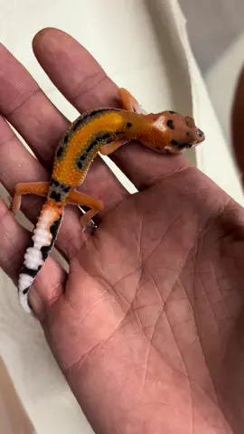 De retour de houten 🇳🇱 Un nouvel arrivant est arriver pour grossir le cheptel de gecko léopard. Recuperer dans un lot d’un grossiste italien. Ce petit m’a vraiment tapé dans l’oeil avec cette jolie coloration orange et ce jolie stripe sur le dos.  Rendez vous dans quelques mois pour voir l’evolution de ce petit.  #fyp #foryou #reptile #reptilesoftiktok #gecko #lizard #fypシ #animalsoftiktok #leopardgecko 
