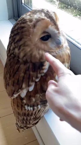 Cute Owl 🦉🥺 #owl #cute #pet #animal #fyp 