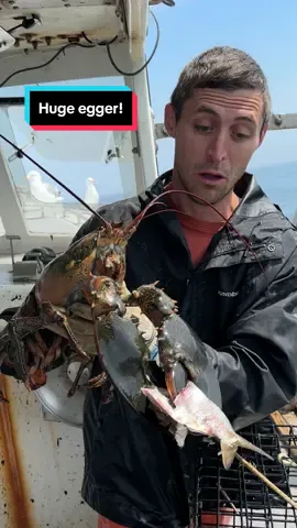 I have NEVER seen a lobster take a snack like her!! 😳 #maine #lobster #fishing #maine #ocean #seafood #sustainable #interesting #DidYouKnow #educate #learn #interesting #clawspa 