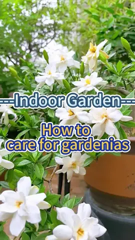 How to care for gardenia #garden #homegarden #indoorplants #houseplants #indoorgarden #plants #flowers #gardenia 
