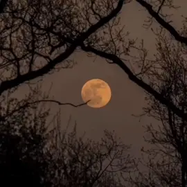 ¿Cómo me quitas este amor, como si nada? Como si no importara nada🫀 #lanovel #martinguevara #comosinada #fyp 