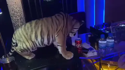 #热门 #fyp #老挝 #国外生活 #东南亚 #金三角 #包厢文化 #包厢好久没有上头了 