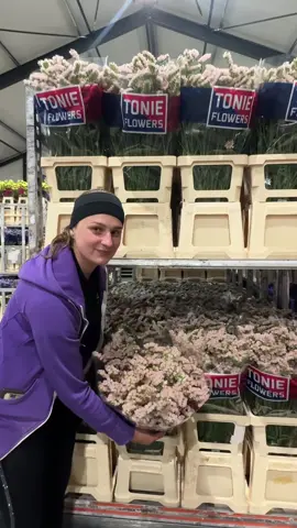 Get ready for Statice by Tonie Flowers! #limonium #statice #flowers #florist #fyp 