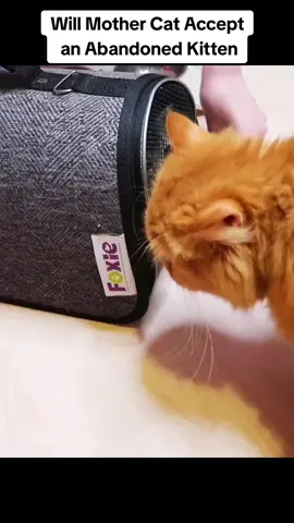 #cat #kitten #catsoftiktok #gingercat 