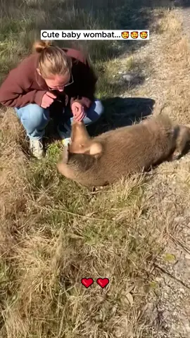 Baby wombat #wombat #babywombat #wombatsoftiktok #PetsOfTikTok #animals #animalsoftiktok #animalrescue 
