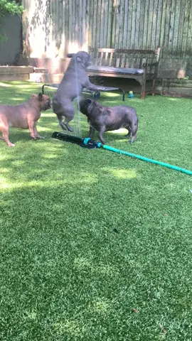 Summer = sprinkler season and Hilde is all in 🥹🥰❤️❤️ #summerfun #sprinkler #frenchie #frenchiesoftiktok #frenchbulldogs #party #frenchiesplaying #omg #forfun #wildanimals #savages 