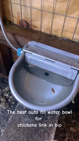 Automatic Animal Drinking Water Bowl with Float Valve, 304 Stainless Steel Kit includes Bowl, Pipe, 2 Valves, Quick Connector Adapter and Countersunk Bolts. (Auto-Filling) #chickens #chickensoftiktok #raisingchickens #chickenfood #chickencoop #chickencoopdesign 