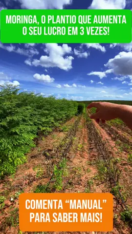 Moringa, o plantio que aumenta o seu lucro em 3 vezes! . . . #moringa #agro #silagem #agrotec #agropop #milho #soja #fy #fazenda #porco #equino #bovino #boi #cavalo #gado