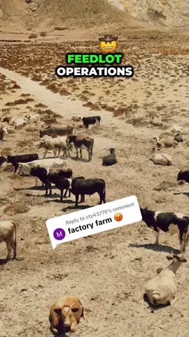 Replying to @cty43770 Would this classify as a Factory Farm? 🤔 #feedlot #cattleranch #cattlestation 