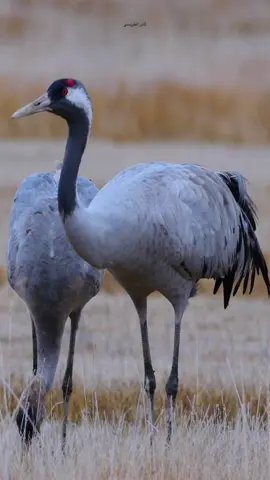 #اكسبلور #📸 #📷 #🍂 #ثامر_الطريسي #كرك #رهو #الرهو #الاكحل #الاقرع #صيد #رمي #قناص #camonmyway #الكرك #قنص #فشق_شوزن_رمي_طير_هدد #مقناص #مقناص_الصيد #مقناص_وعول #مقناص_الطيور#الطريسي #اكسبلورexplore #تصميم_فيديوهات🎶🎤🎬 #الكرك_الاكحل #الكرك_الاقرع #تصميم 