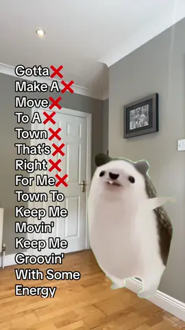 Hedgehog needs a Funky Town 🪩