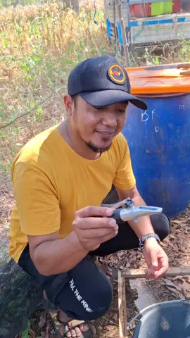Cek kadar air madu murni secara manual.#MadumurniBANYUWANGI 