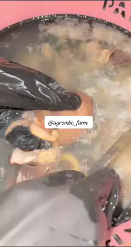 Available in various sizes from small to jumbo, we've got pocket-friendly sizes for everyone 💃🏻 #freshsnails #friedsnails #snailaffairs #healthymeat #bestmeat #affordability #eatinghealthy #snailsinlagos #snailsinajah #snailboss #snailmerchant #snailseller #SmallBusiness #boostforboost #bestmeat #meat #richmen #following #fypシ゚ #jun #viral #animallovers #real #dosomething #oven #agbor #delta #ughelli #asaba #police #try #jesu #ai 