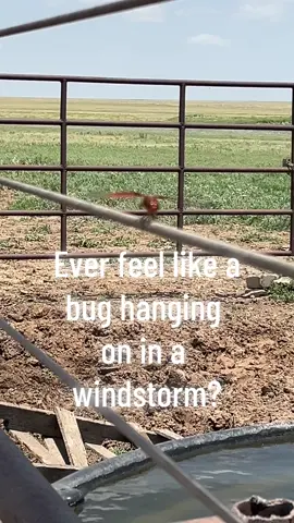 Just a little encouragement to hang on. #christiantiktok #hebrews  #ranchlife  #jesusfollower 