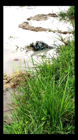 Rescue a dog that was abandoned and struggling in a mud puddle#animalsoftiktok #rescueanimals #animals #dogsoftiktok #fyp #dog 