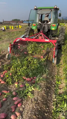 Potato harvesting machine in china farming #harvest #potato #tractor #technology 