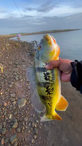 Lure cá hoàng đế mùa cá đi đẻ🐟🎣#cáhoàngđế #fishingtiktok #câucá #fishing #câucá #fishing #câucatựnhiên #lurefishing #lure #câucáđậptrịan #lurecahoangde #câucáhoàngđếmồigiả #peacockbass #trịan #hồtrịan #câucáhoàngđế 