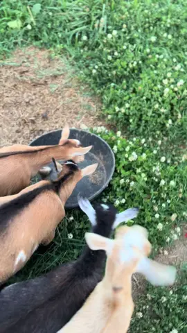 #goat #goats #goatfarm #asmr #farmasmr #farming #farm #feed #feeding #feedingroutine #morningroutine #nightimeroutine #chores #farmchores #feedwithme #closingshift #openingshift #sounds #dairy #dairygoat #formula #formulashortage #milk #goatmilk #goatsofticktok #babygoat #bottlebaby #healthadepopit #fy #fyp #goatmilk #goatlotion #goatmilklotion #goatmilksoap #goatmilkcheese #milkmachine #simplepulse 