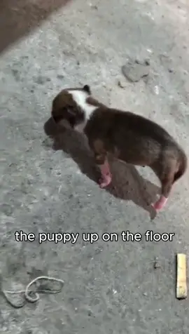 Can anyone tell me what’s going on?#tik_tok #foryou #fpy #animals #Love #cute #dog #magical 