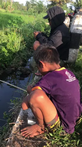 Prenjak alang2 cabang sleman meresahkan #mancing #JelajahLiburan #microfishing #fishing #hasangento 