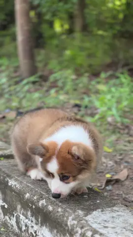 Cái đít núng na núng nín mẹ có yêu hông nàooooo #sirospethouse #doglover #corgivietnam #corgipuppy #cúncon #puppylife #cantho #2024 #puppylife #corgisoftiktok #siropetshouse #fluffy #lives