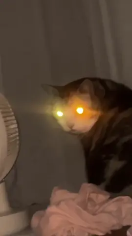 Sneaking!Glowing eyes! #tiktokcats #catsoftiktok #kitten #funny 