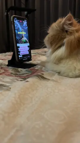 Pantes anteng chio ..ternyata lagi pantengin live chek khodam😭😭 Sampe bete dia namanya gak disebut2 daritadi nungguin ,kira2 khodamnya chio apa nih😅😂 #cekkhodam #khodampendamping ##kucing #catlovers #catloversindonesia #kucinglucu #kucingorange #kucingoyen #khodamkucing #kucingsantuy #trand #viral #fypage #viralriktok #viralvideo #viralvideotiktok #tiktokvide #fypシ゚viral #fyp #pyf 