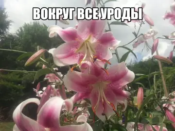 Любовь – ssshhhiiittt! 💘 #любовь #ssshhhiiittt #щитпост #fyp #грусть #вайб #комфорт #музыкадлядуши 