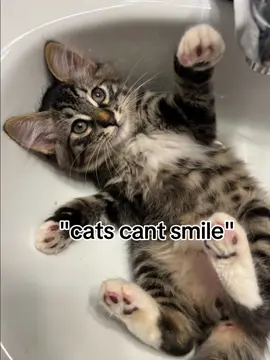 is he smiling or does he lolk mean?🤨#CapCut #scout #scott #lion #tiger #scooter 