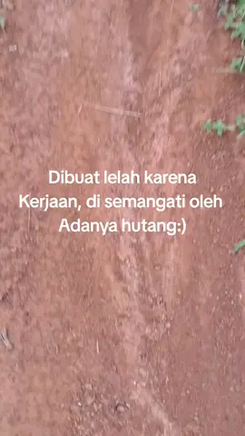 kalau nggak begeni ya begitu. #kulisawit #sawitsumatra 