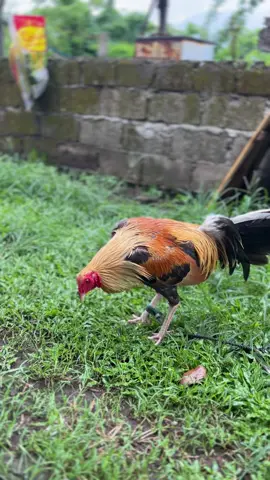 Goodafternoon mga kasabong #fyp #manok #sabungero #batangpederoad #pumpkins