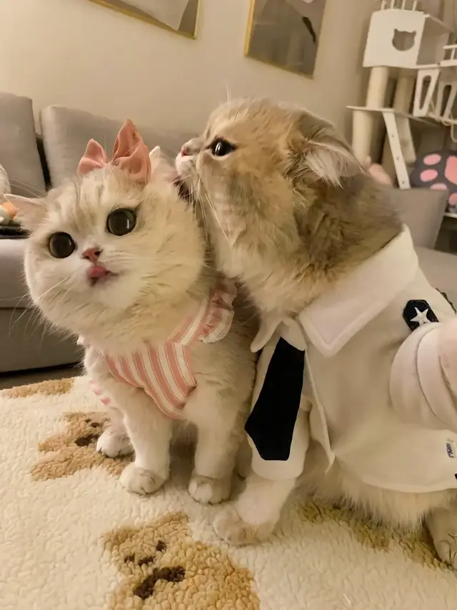 even meow ain't single ㅠㅠ //cr: cathola2 (douyin) #selfie #couple #cat #fyp 