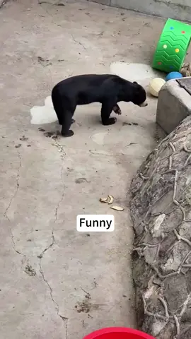 Malayan bear, a flexible dancer in nature.#bear #ecology #nature #animals #zoo #dance #Summer #interesting #funny