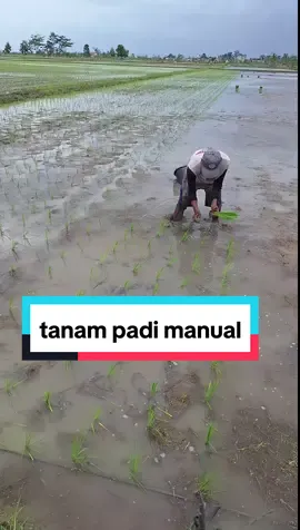 tanam padi manual#CapCut #fyp #stitch #fypシ #petani #petaniindonesia🇮🇩🇮🇩🇮🇩🌿🌿 