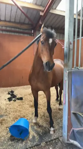 Me flossing my brain after i get asked what day is it…. #horses #equine #fyp #equestrian #tiktok #horse #twinkle 