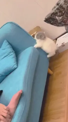 Am i cute?#foryou #fyp #tiktok #catsoftiktok #cat #cute #cuteanimals #cutecat #cutepet #cats #catlover 