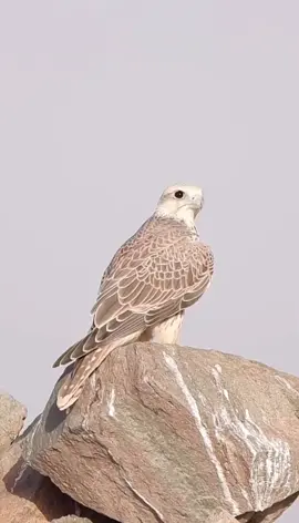 فرخ حر من انتاجنا 2024 🌹#العرادي #صقور #صقر #ترند_تيك_توك #السعودية #ترند #اكسبلور #حايل #حائل_الان 