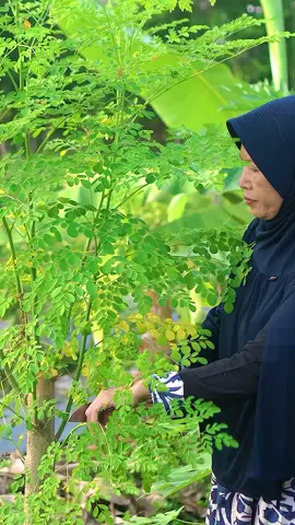 Memetik Daun Kelor di Kebun | Masak Nasi Bakar Daun Kelor, Tahu Tempe Goreng, dan Peyek Kacang | Kampung Halaman