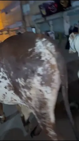Kon Kon Miss Kar Raha Hai💔...  😢😔😞#miss #sadstory #trendingvideo #1millionaudition #new_trending_video_viral_tiktok #unfrezzmyaccount #viraltiktok #support_me #trendingsong #viral #sad #cow 